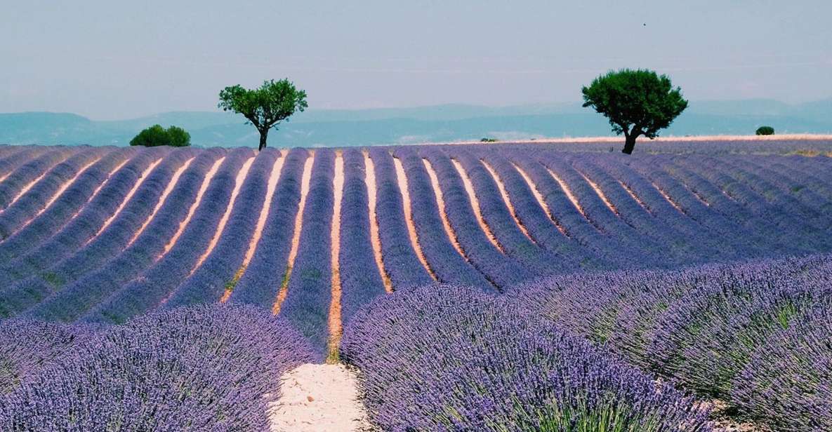 Provence, Vineyards & Lavender Fields Private Day Trip - Language Options and Cancellation Policy