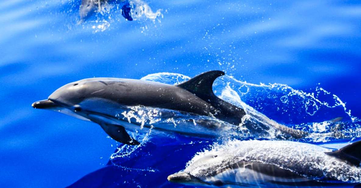 Puerto Del Carmen: Dolphin-Watching Speedboat Tour With Swim - Activity Highlights