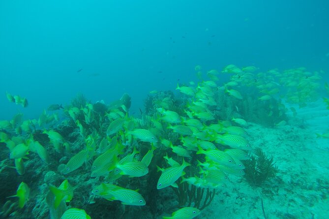 Puerto Morelos Reef National Park 2-Tank Scuba Dive  - Cancun - Inclusions