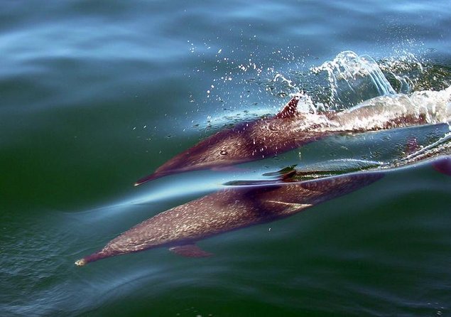 Puerto Vallarta Private Fishing Trip Aboard the Isabella - Overview of Activities and Scenery