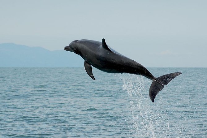 Puerto Vallarta Wildlife Boat Tour - Customer Experiences