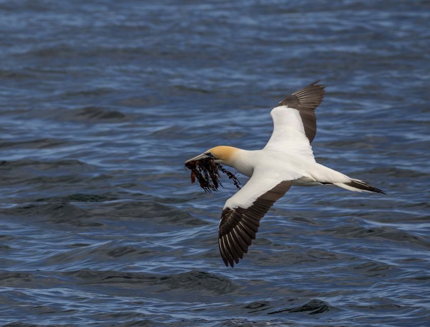 Queenscliff Harbour: 1.5hr Wildlife Sightseeing Tour - Reservation