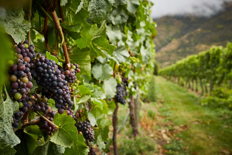 Queenstown: Classic Wine Tour - Tour Inclusions