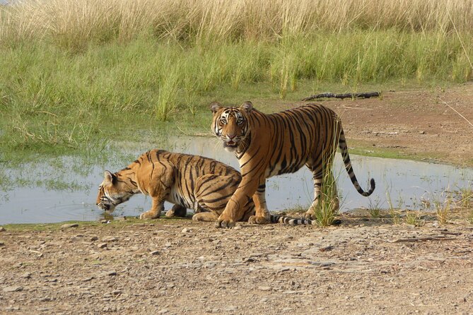 Ranthambore National Park - Safari Options