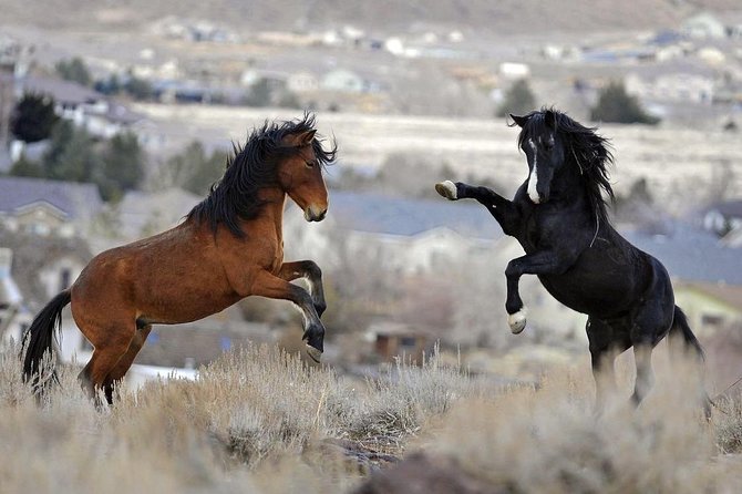 Red Canyon Mustang Tour 8am - Tour Requirements