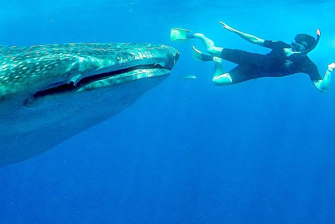 Reduced Group Whale Shark Tour - Departure Information