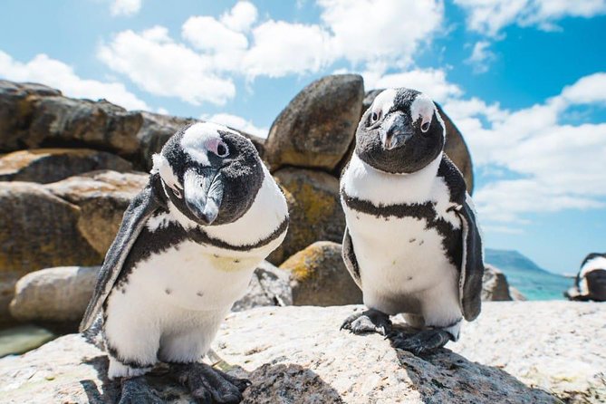 Revel in the Cape Peninsula (Penguins & Cape of Good Hope) - Inclusions and Exclusions