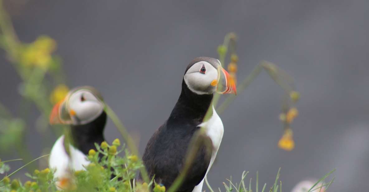 Reykjavik: 1-Hour Puffin Watching Tour - Key Experience Highlights