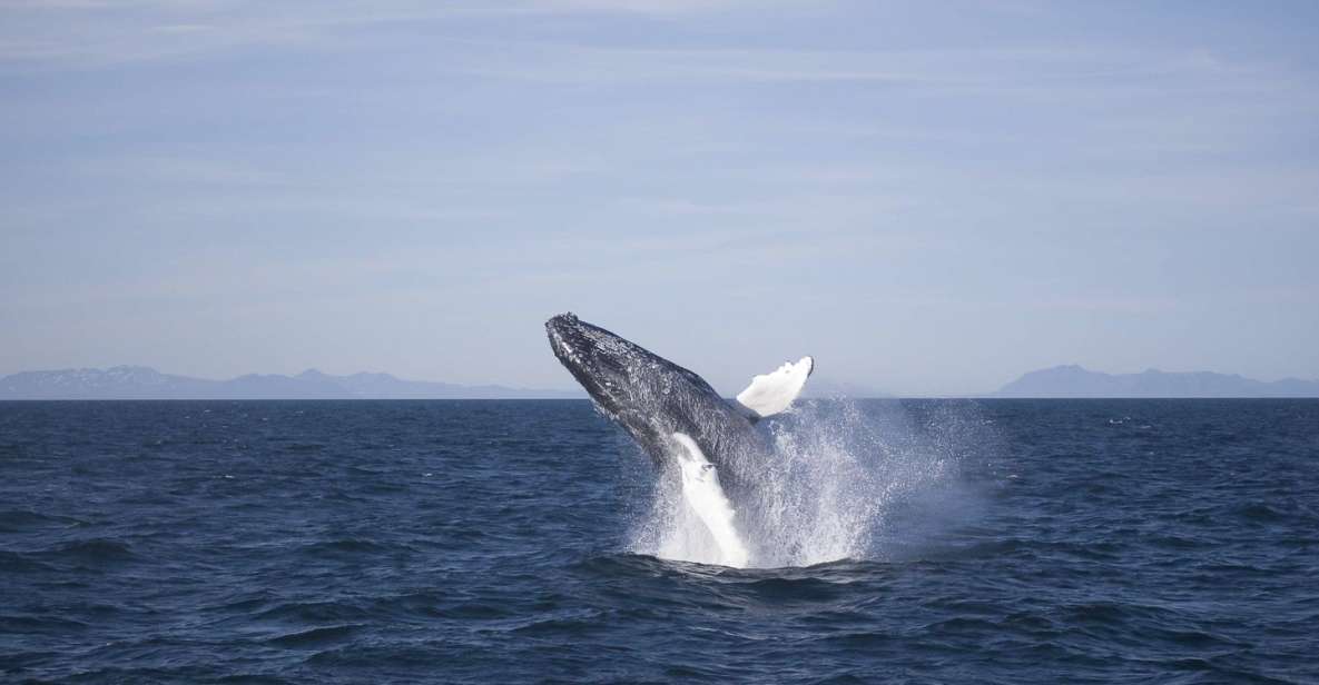 Reykjavik: 3-Hour Whale Watching Tour - Whale Watching Experience