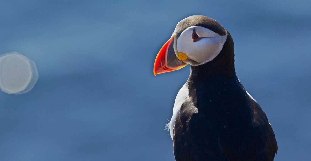 Reykjavik: Half-Day Whales and Puffins Cruise Combo Tour - Experience Details