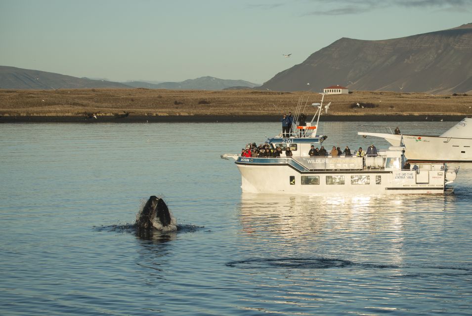 Reykjavík: Midnight Sun Whale Watching Cruise - Experience Highlights