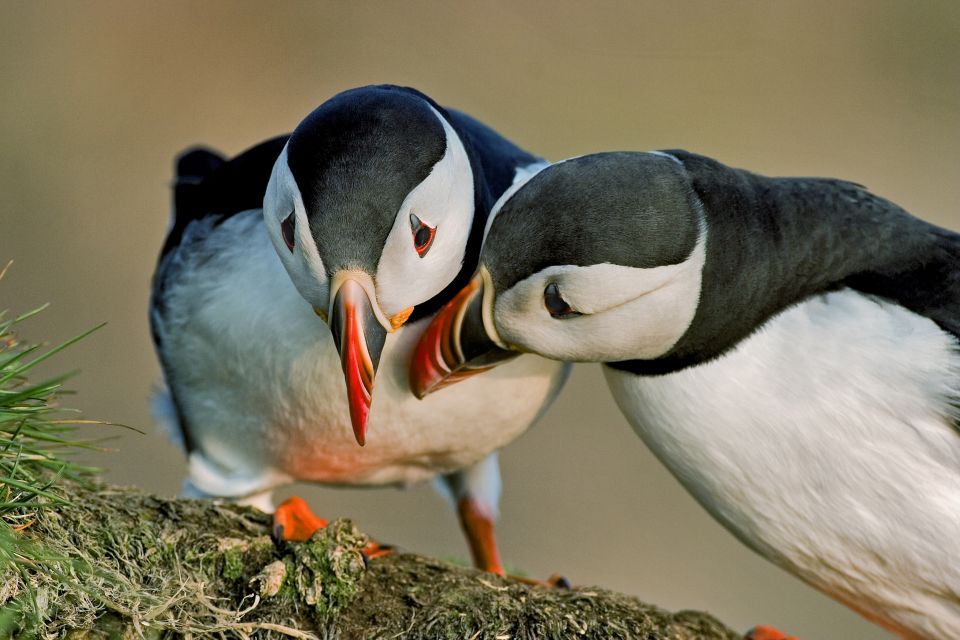 Reykjavik: Puffin Watching Boat Tour - Experience Highlights