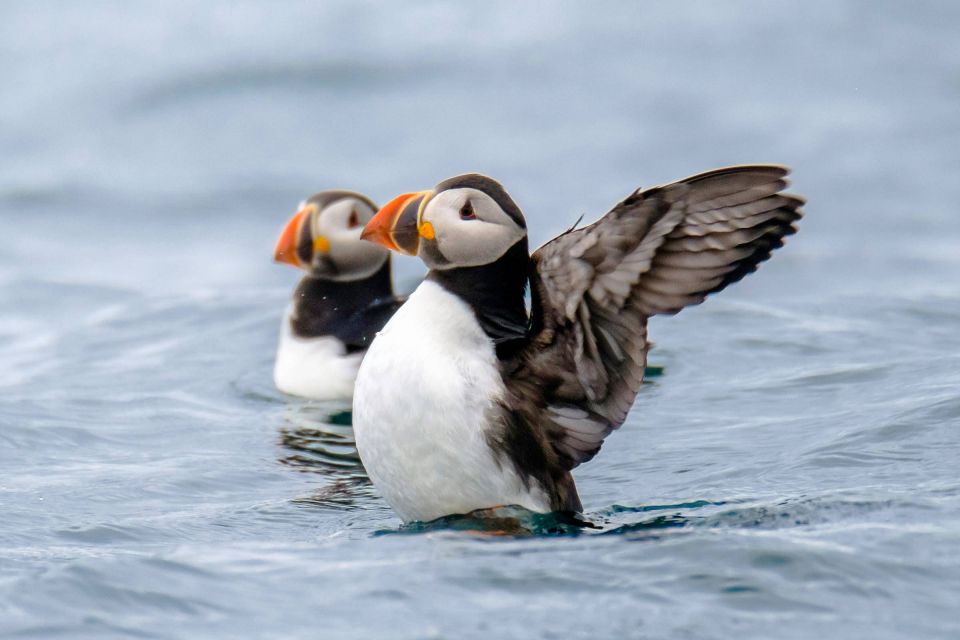 Reykjavík: RIB Speed-Boat Puffin Watching Tour - Experience Highlights