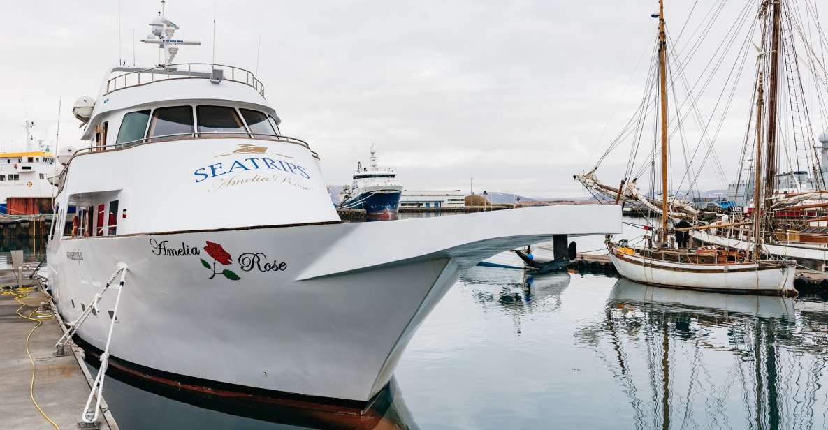 Reykjavík: Whale Watching Cruise on the Amelia Rose Yacht - Experience Highlights