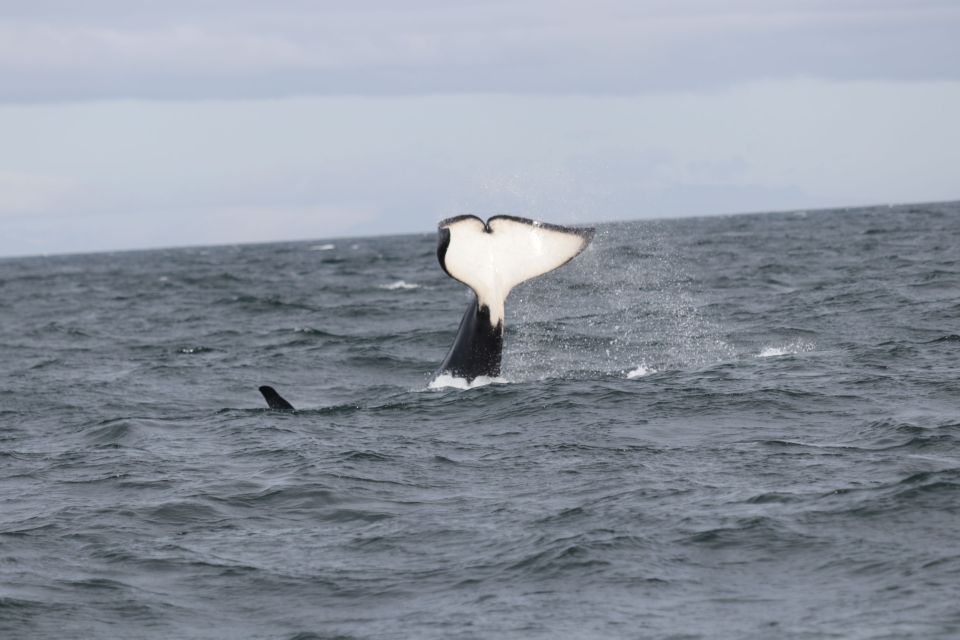 Reykjavik: Whale Watching in Faxaflói Bay & Live Lava Show - Highlights of the Experience