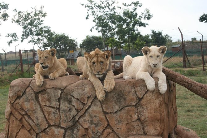 Rhino and Lion Park Guided Closest Safari Reserve to Johannesburg and Pretoria - Pricing and Booking Information