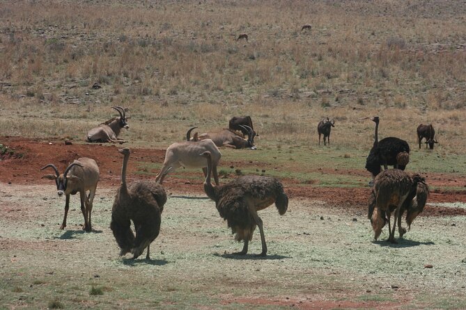 Rhino and Lion Park Guided Tour From Johannesburg - Booking Information