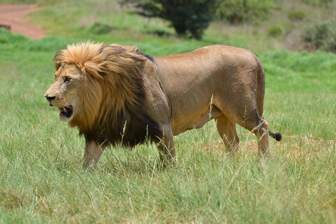 Rhino & Lion Park From Johannesburg - Inclusions and Services