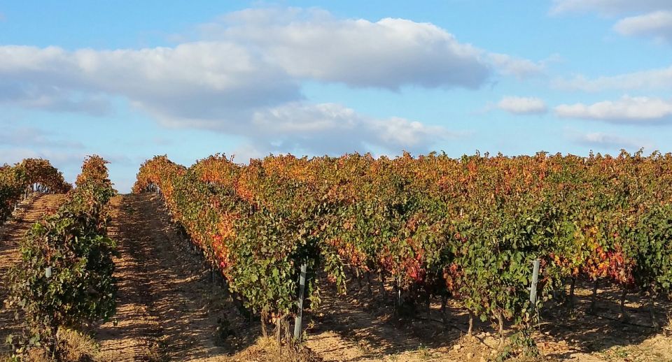 Rioja Wine Tour - Full Day Private Tour From San Sebastian - Highlights