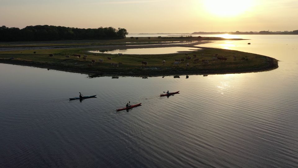 Roskilde: Guided Kayaking on Roskilde Fjord: Sunset Tour - Experience Highlights
