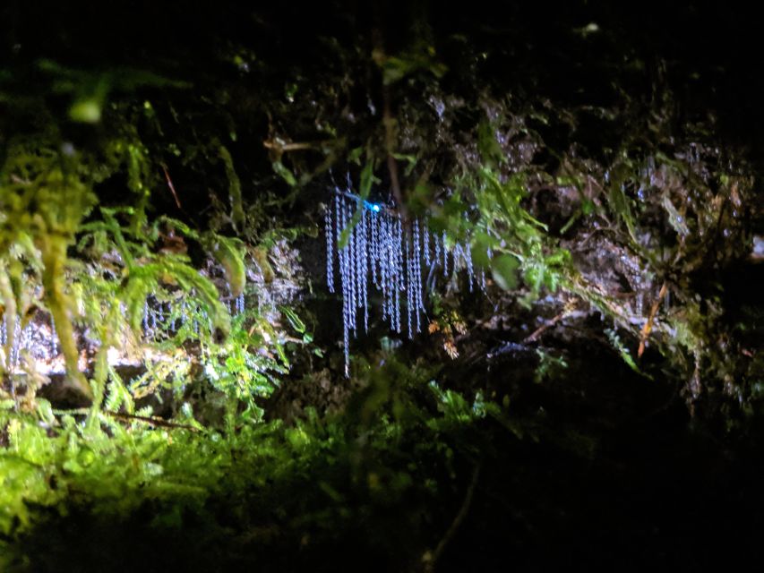 Rotorua: Nocturnal Glow Worm Tour With a Guide - Experience Highlights