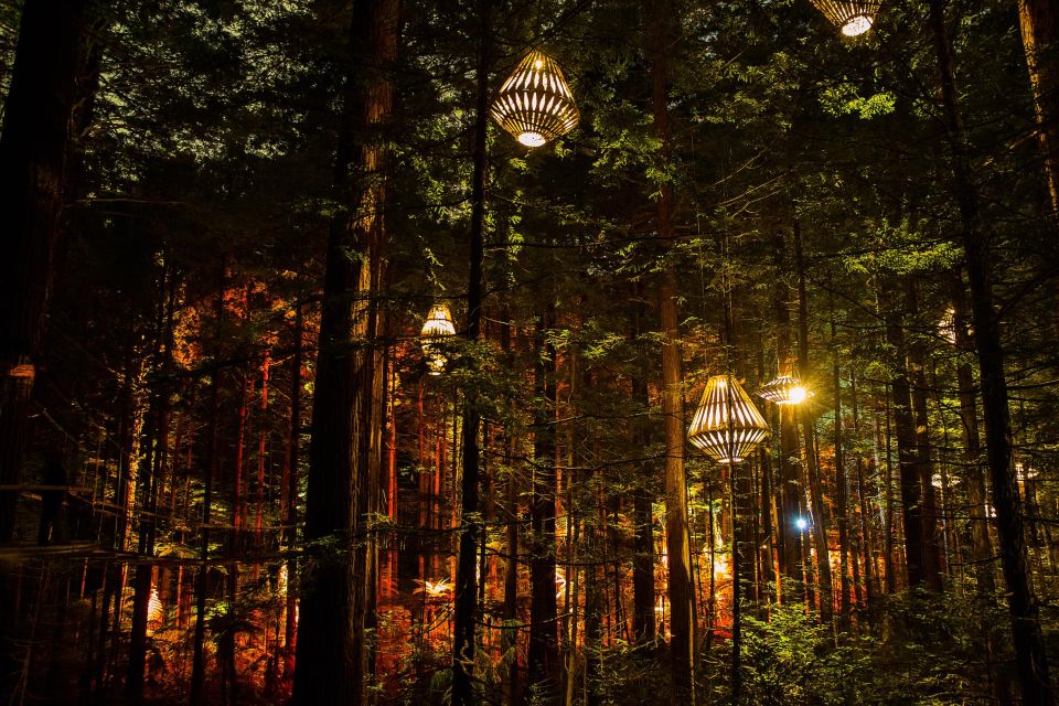 Rotorua: Redwoods Altitude & Day/Night Treewalk Combo - Experience Highlights