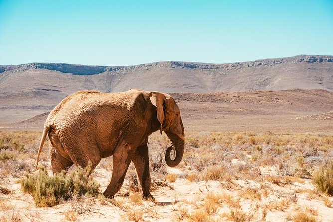 Safari Tour - Half Day Safari - Wildlife Encounters