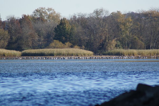 Sandhill Crane Kayak Tour With Chattanooga Guided Adventures - Equipment and Gear Provided