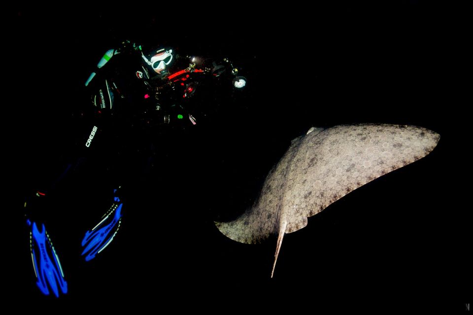 Santa Cruz De Tenerife: Nocturnal Life Guided Night Dive - Dive Location and Company Information