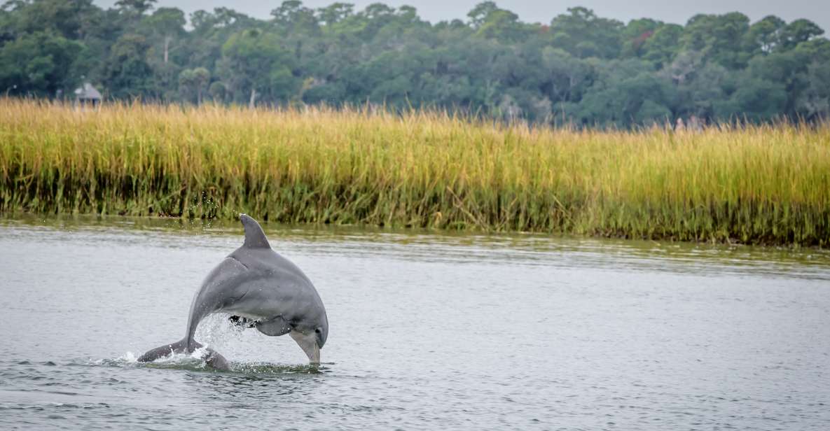 Savannah: Dolphin Spotting and Wildlife Eco Cruise - Booking Information
