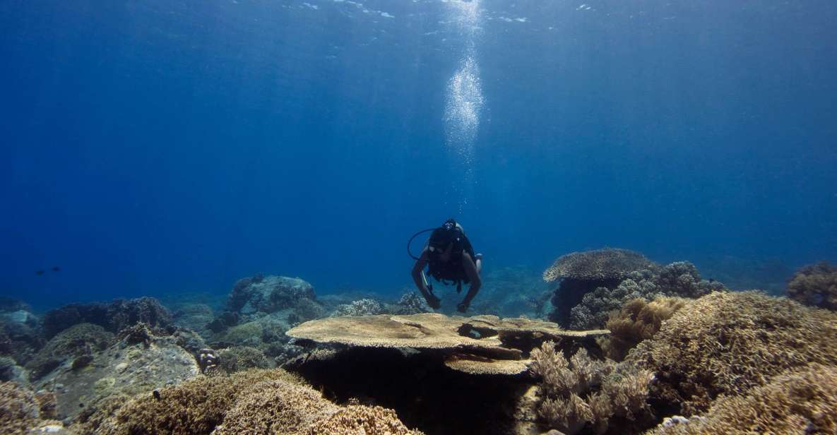 Scuba Diving 3 Islands Nha Trang Tour - Highlights of the 3 Islands Tour