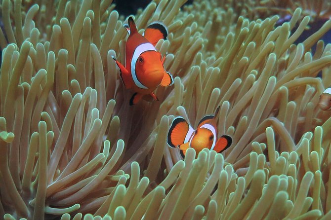 Scuba Diving at Phuket's Anemone Reef - Scuba Diving Experience