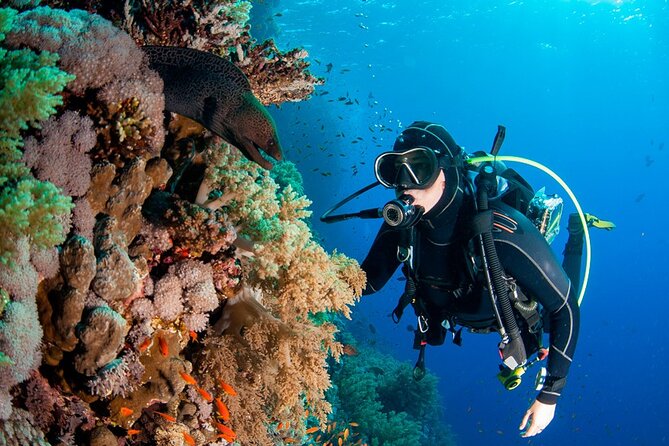 Scuba Diving in Fujairah With Private Transfers - Operator Information