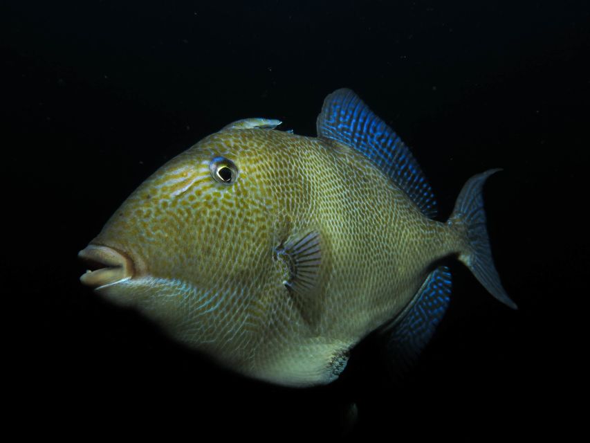 Scuba Night Dive on Tenerife - Experience Highlights