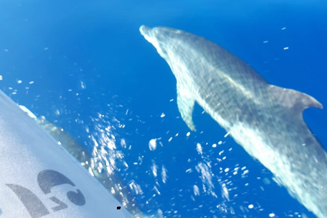 SEA SAFARI, Dolphins, Whales, Snorkeling, Snack, Drink, 2 H Private Speedboat - Operational Details