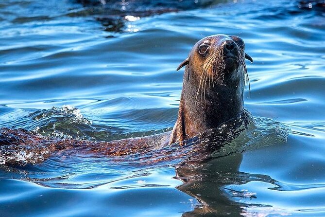 Seal Snorkeling Experience in Cape Town - Booking Information