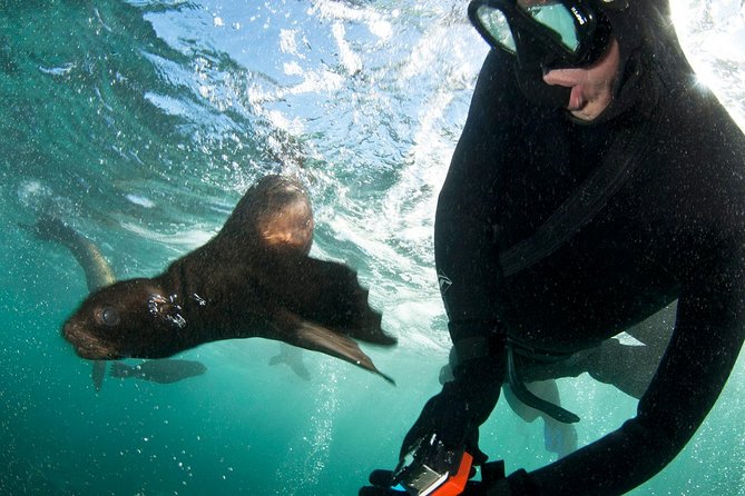 Seal Snorkeling With Animal Ocean in Hout Bay - Cancellation Policy