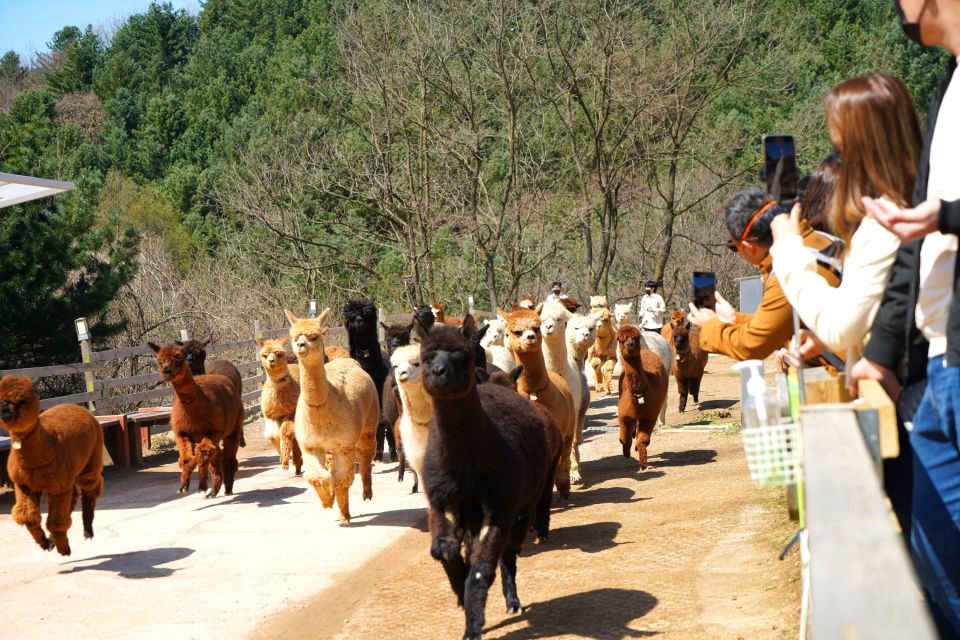 Seoul: Alpaca World, Luge Ride and Suspension Bridge - Booking Details