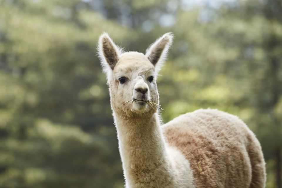 Seoul: Alpaca World & Nami Island (Optional Korean Garden) - Alpaca World Encounter