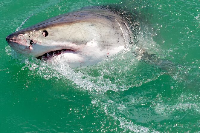 Shark Cage Dive in Gansbaai See Bronze & Other, Sometimes Great Whites - Customer Reviews and Insights