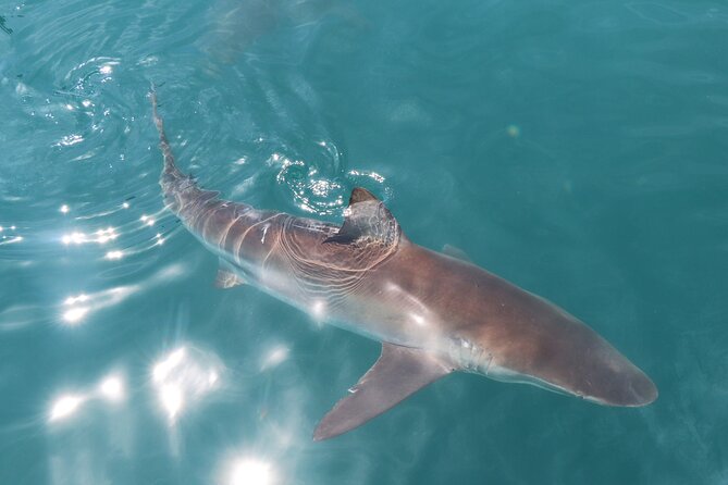 Shark Cage Diving and Viewing From Hermanus - Experience Overview