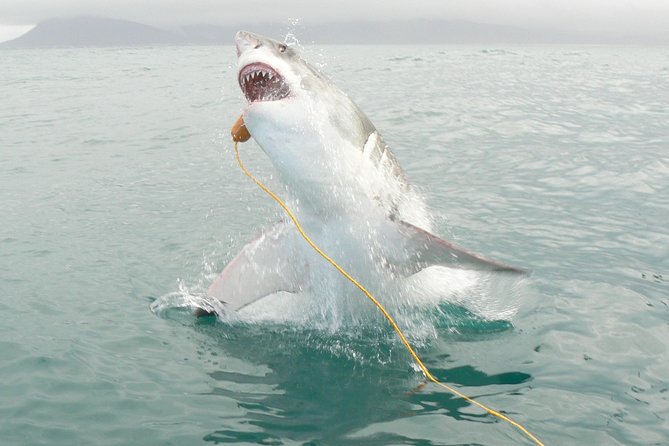 SHARK CAGE DIVING and VIEWING (Incl. Transfers From Cape Town) - Logistics