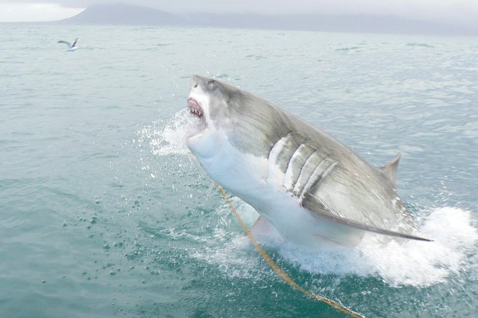 SHARK CAGE DIVING and VIEWING (Self Drive) - Meeting and Logistics