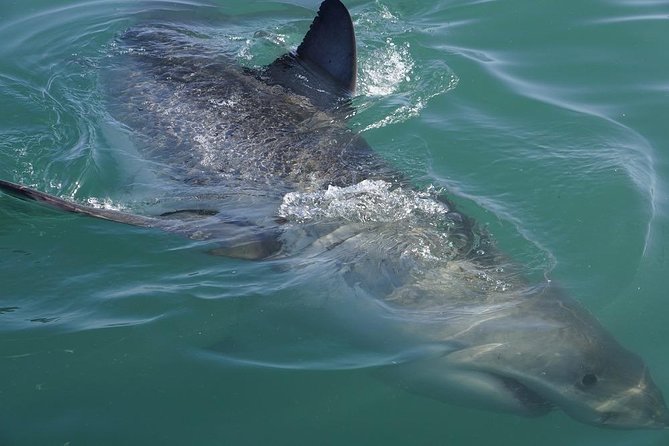 Shark Cage Diving Viewing Only - Logistics and Timing