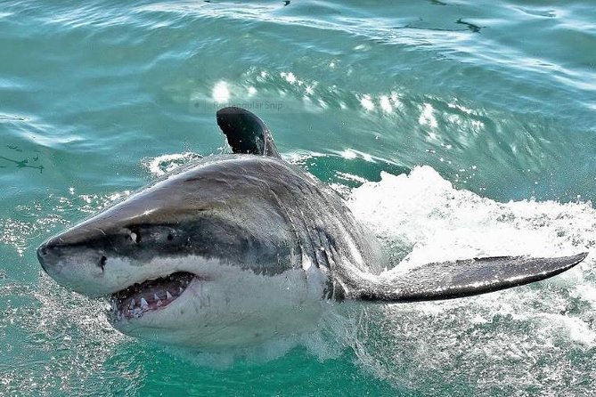 Shark Diving Full Day Guided Return Transfer to Gansbaai From Cape Town - Logistics