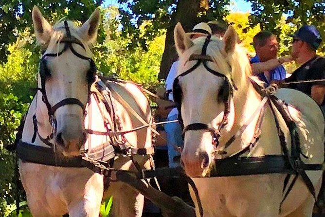 Simondium Horse and Carriage Ride  - Franschhoek - Overview and Inclusions