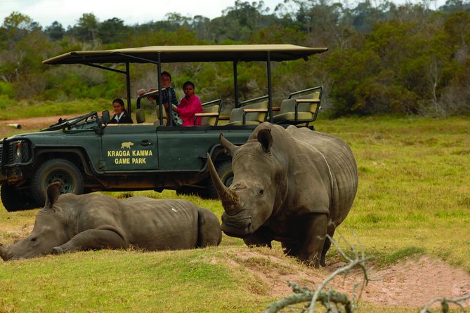 Skip the Line: 2-Hour Guided Game Drive at Kragga Kamma Game Park Ticket - Wildlife Encounters