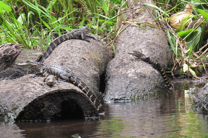 Small Group Blackwater Creek Scenic River Kayak Tour With Lunch - Booking Essentials