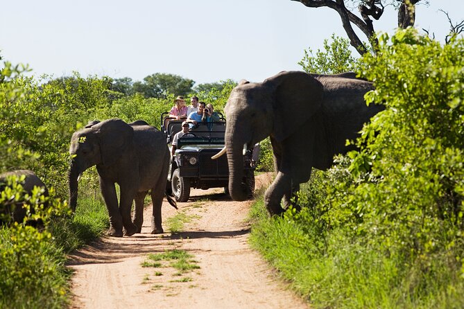 Small-Group Full-Day Safari in Kruger National Park With Lunch - Wildlife Encounters and Sightings