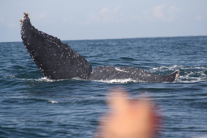 Small-Group Half-Day Whale-Watching Tour in Puerto Vallarta - Inclusions